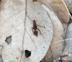 Trogomorpha arrogans