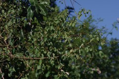 Helinus integrifolius