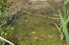Bufo gargarizans
