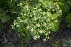 Spiraea dasyantha
