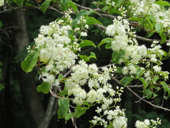 Symplocos sawafutagi