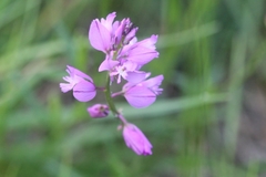Polygala pedemontana