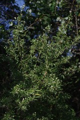 Lippia javanica