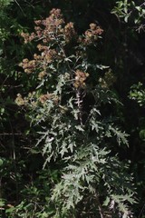 Berkheya bipinnatifida