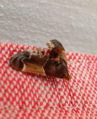 Pyralis farinalis