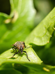 Platystoma seminationis