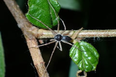 Philodromus dispar
