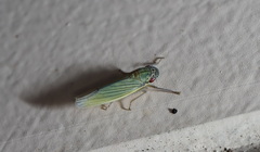 Cofana spectra