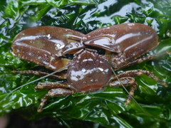 Petrolisthes manimaculis