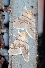 Lymantria pelospila