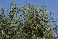 Buddleja dysophylla