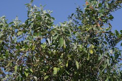 Buddleja dysophylla