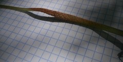 Puccinia komarovii