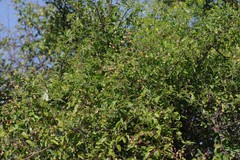 Helinus integrifolius