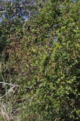 Helinus integrifolius