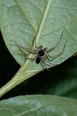 Philodromus dispar
