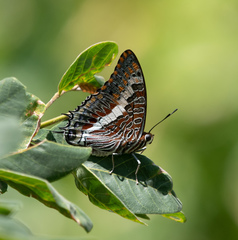 Charaxes saturnus