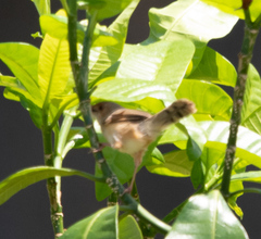 Cisticola erythrops