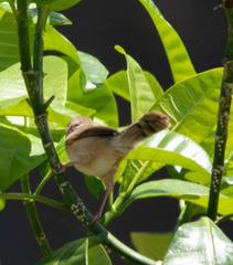 Cisticola erythrops
