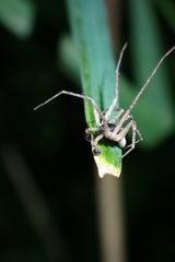 Philodromus dispar