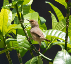 Cisticola erythrops