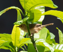 Cisticola erythrops