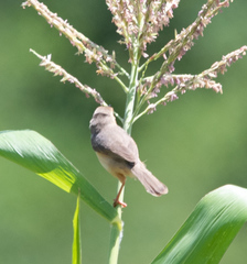 Cisticola erythrops