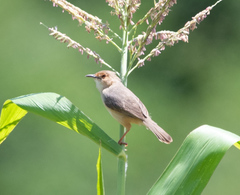 Cisticola erythrops