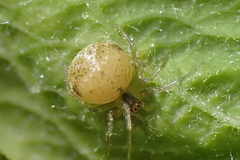Paidiscura pallens