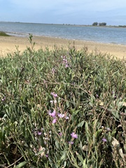 Limoniastrum monopetalum