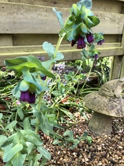 Cerinthe