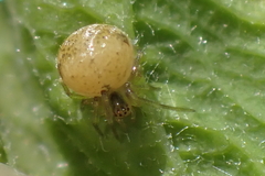 Paidiscura pallens