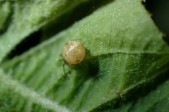 Paidiscura pallens