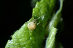 Paidiscura pallens