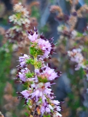 Erica similis