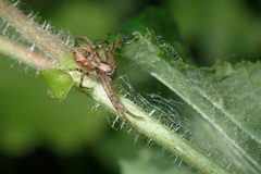 Philodromus