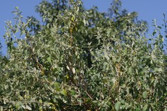 Buddleja dysophylla