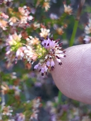 Erica similis