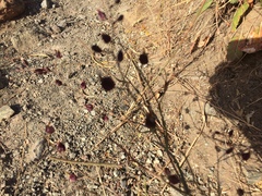 Streptanthus glandulosus niger