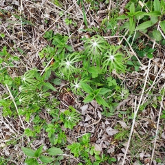 Syneilesis aconitifolia