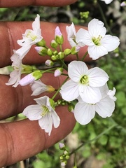 Cardamine pratensis pratensis