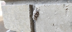 Bombycomorpha bifascia bifascia