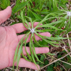 Syneilesis aconitifolia