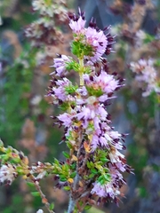 Erica similis