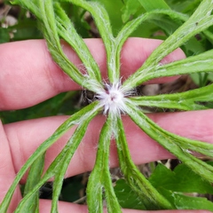 Syneilesis aconitifolia