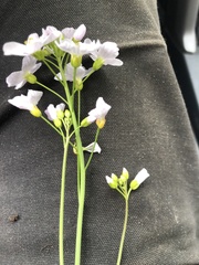 Cardamine pratensis pratensis