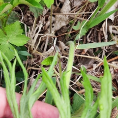 Syneilesis aconitifolia
