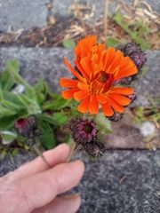 Pilosella aurantiaca