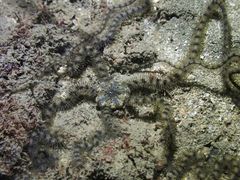 Macrophiothrix