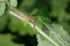 Philodromus